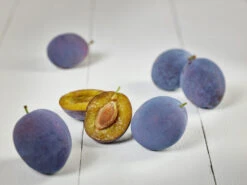 Hanita ® Prunus Domestica `Hanita -Pflanzen Verkäufe zwetschge hanita g