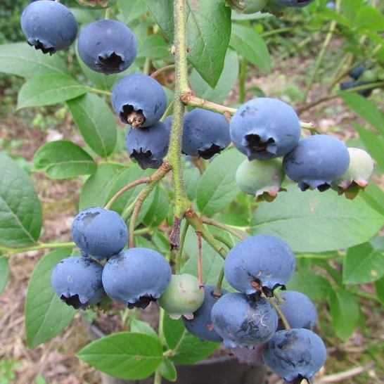 Titelseite -Pflanzen Verkäufe Blaubeere