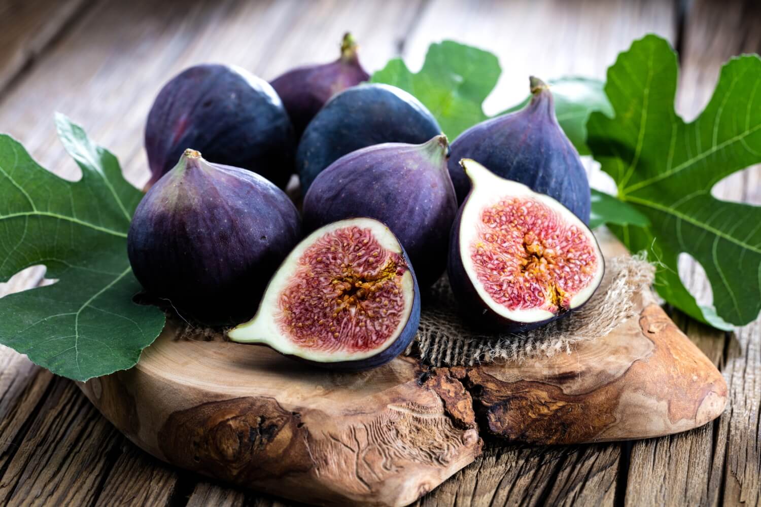 Titelseite -Pflanzen Verkäufe Fotolia 120424994 Subscription Monthly M Copy right karepa blaue Feige tiny98RnO5holqeMp