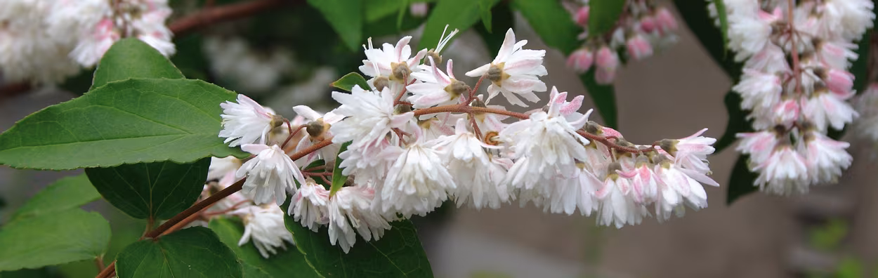 Titelseite -Pflanzen Verkäufe FruehjahrsbluehendeZiergehoelzeauslichten 01 53201