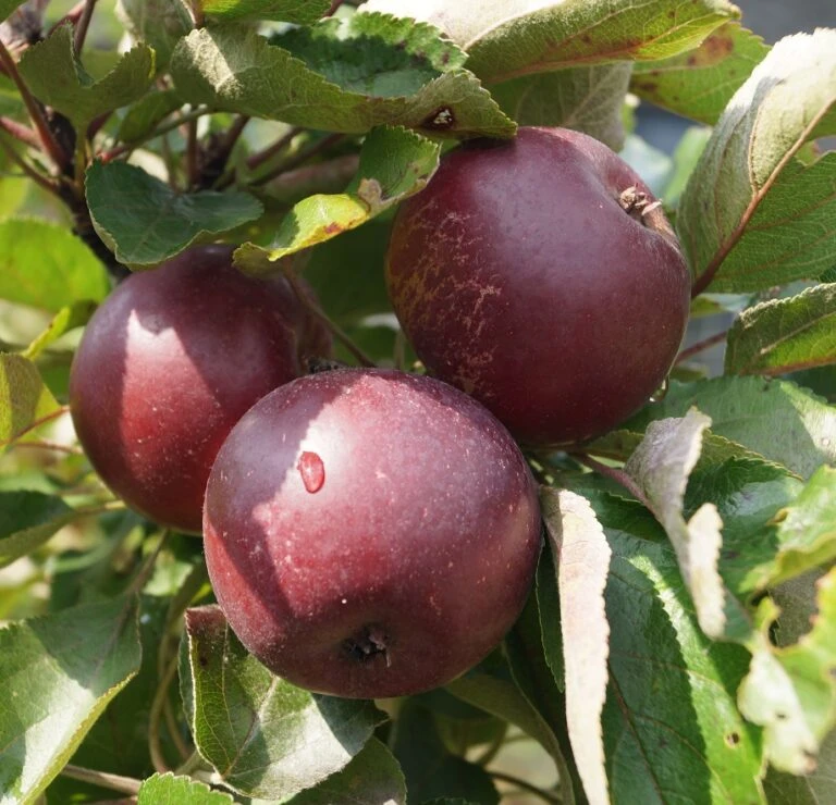 Titelseite -Pflanzen Verkäufe Rotfleischiger S ulenapfel 768x740 1